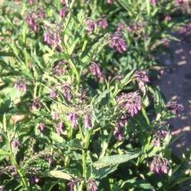 Consoude officinale Purpureum/Godet - Violette