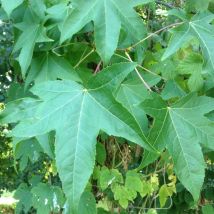 Copalme d'Amérique Worplesdon/Pot de 10L