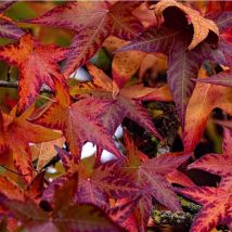 Copalme ou Liquidambar (Liquidambar Styraciflua)