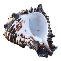 Fei Yu - Coquillages de mer naturels de grande taille, idéaux pour la décoration de fête de mariage