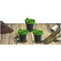 Corbeille d'argent caucasica Rosea/Lot de 3 godets - Rose