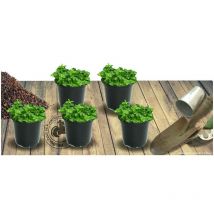 Corbeille d'argent caucasica Rosea/Lot de 5 godets - Rose