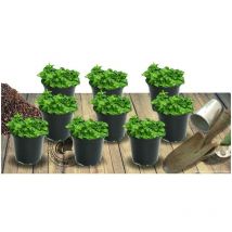 Clematite.net - Corbeille d'argent caucasica Rosea/Lot de 9 godets - Rose