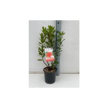 Corbezzolo 'Arbutus unedo' strawberry tree pianta da frutta in vaso 17 cm