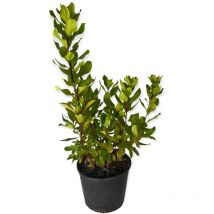 Pianta di corbezzolo cespuglio arbutus unedo frutti rossi vaso 16/18 foto reale