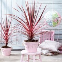 Cordyline australe Charly Boy/Pot de 4L