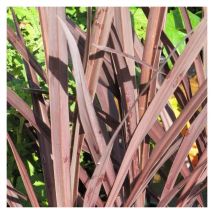 Cordyline australe Red Star/Pot de 4L