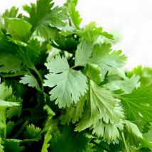 Coriandre