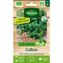 Coriandre Cultivée - bio - Grand Modèle