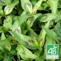 Coriandre Vietnamienne BIO/Lot de 3 godets