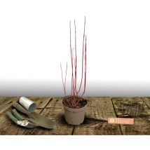Cornouiller sanguin Anny's Winter Orange/Pot de 4L