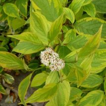 Cornouiller blanc Gauchaultii/Pot de 4L