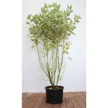 Hartriegel 'elegantissima' Cornus Alba 'elegantissima' 10l 100- 125