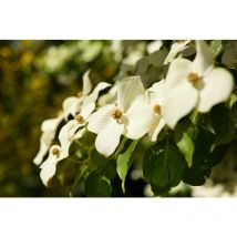 Cornus kousa chinensis 5 l 60- 80