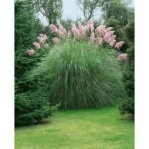 Cortaderia selloana 'Rosea' c 5
