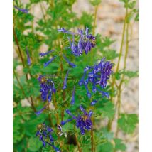 Corydalis elata 'Spinners' p 0,5