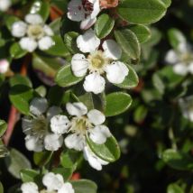 Cotoneaster rampant Eichholz no 1/Pot de 3L