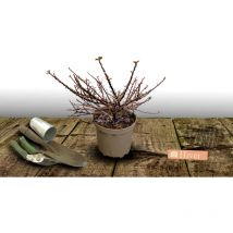 Cotoneaster rampant Skogholm/Pot de 3L