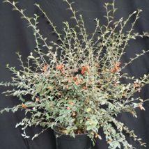 Cotoneaster de Franchet/Pot de 4L