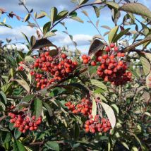 Cotoneaster laiteux/Pot de 4L