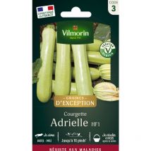 Courgette Adrielle HF1 - Graines d'Exception