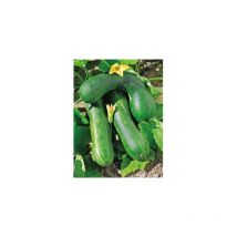 Courgette longue de nice - Graines de légumes - 3 g