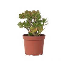 Arbre de jade - Crassula ovata 'Minor' - Hauteur 45-50cm - 23cm