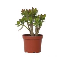 Arbre de jade - Crassula ovata 'Minor' - Hauteur 30-35cm - 17cm