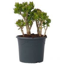 Plant In A Box - Arbre de jade - Crassula ovata 'Minor' - Hauteur 60-65cm - 30cm