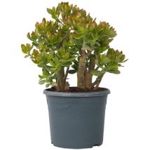 Plant In A Box - Arbre de jade - Crassula ovata 'Sunset' - Hauteur 55-60cm - 30cm