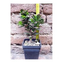 Crassula portulacea 20 cm, cactus, pianta grassa