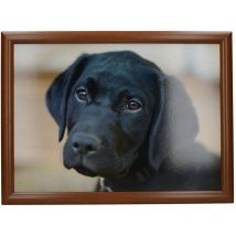 Labrador - Pouf matelassé, 44 x 34 cm, Multicolore - Creative Tops