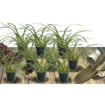Plantes Avenue - Crocosmia Voyager | Conditionnement: Lot de 9 godets