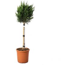 Kentis - Cupressocyparis Leylandii Minifusto - Cipresso di Leyland - Piante da Esterno - h 90-100 cm Vaso ø 22 cm