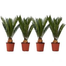 Plant In A Box - Sagou du Japon - Set de 4 - Cycas revoluta - Hauteur 45-60cm - 15cm