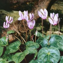 Cyclamen purpurascens p 0,5