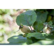 Cydonia 'Konstantinop.Apfelquitte' cac c 150- 200