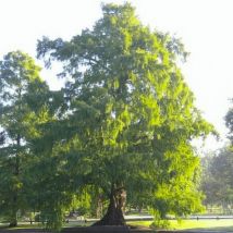 Cyprès Chauve (Taxodium Distichum)