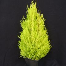 Cyprès de Lambert, Cyprès de Monterey Wilma/Pot de 3L