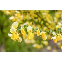Cytisus scoparius 'Luna' c 2 40- 60