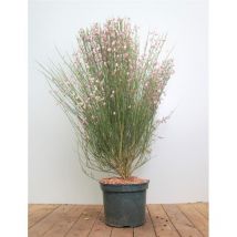 Cytisus scoparius 'Moyclare Pink' C 3 60-