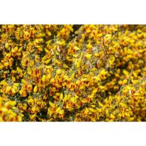 Sonstige - Cytisus scoparius 'Queen Mary' c 7,5 60-80