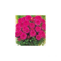 Dahlia art nouveau - le bulbe