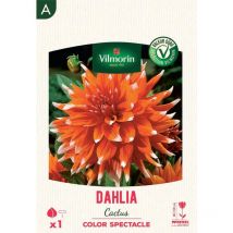 Dahlia cactus Color Spectacle