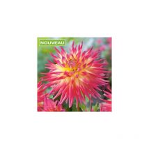 Dahlia cactus electric flash - 1 bulbe
