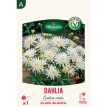 Vilmorin - Dahlia Cactus nain Playa Blanca