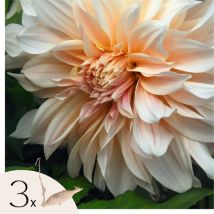Plant In A Box - Dahlias - Set de 3 - Dahlia 'Café au Lait' - Bulbes à fleurs