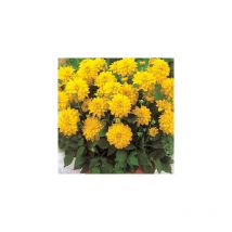 DAHLIA CEZANNE - LE BULBE - dahlia