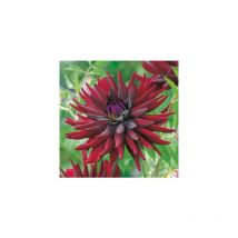 Dahlia chat noir - le bulbe