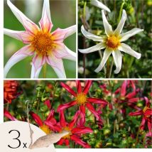 Plant In A Box - Dahlias - Set de 3 - Dahlia 'Honka Dark', 'Honka Fragile' - Bulbes à fleurs